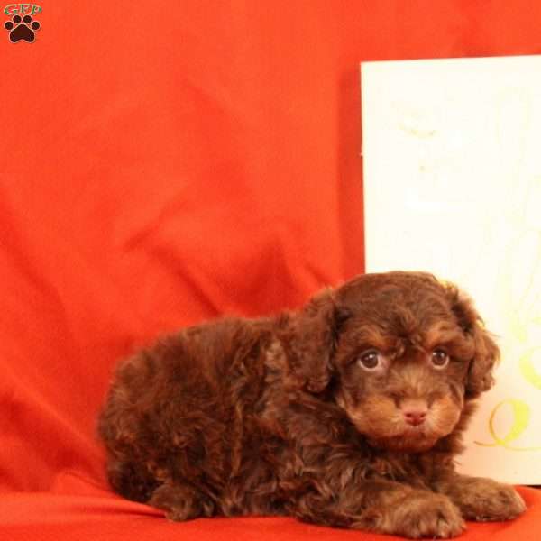 Fiona, Morkie-Poo Puppy